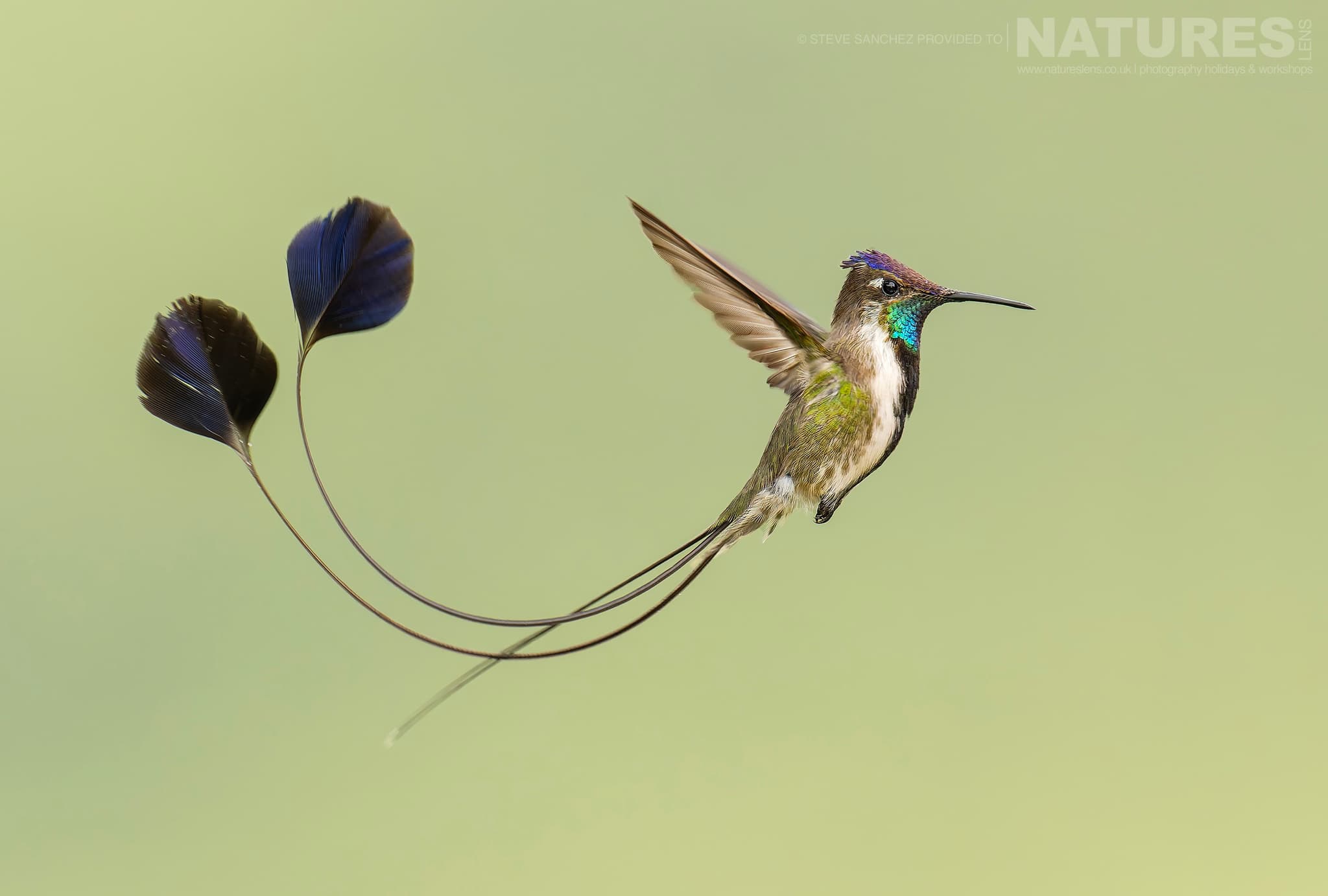 A Marvelous Spatuletail Photographed In Peru By Our Co Leader Steve Sanchez A Marvelous Spatuletail Photographed In Peru By Our Co-Leader Steve Sanchez