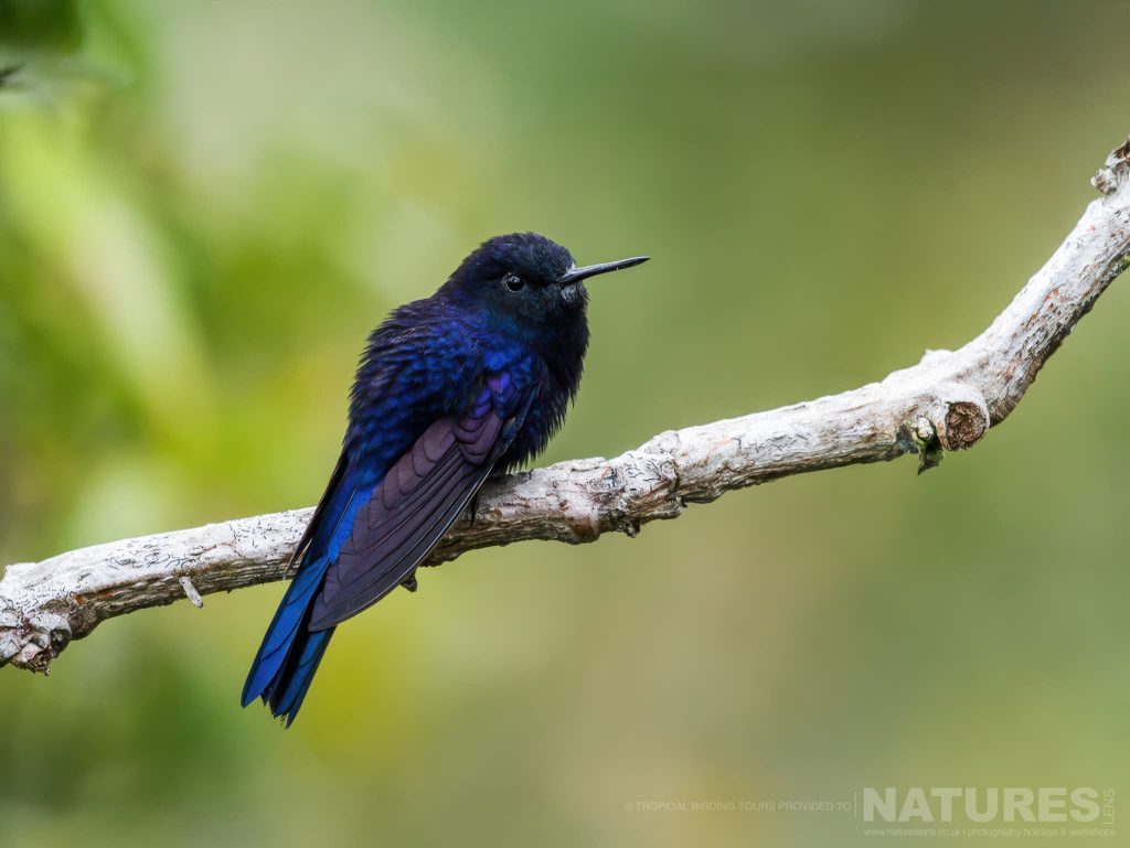 A Royal Sunangel Photographed At The Locations Used For The Natureslens Ultimate Hummingbird Photography Holiday A Male Royal Sunangel Perched On A Branch, Its Dark Blue Plumage Catching The Light