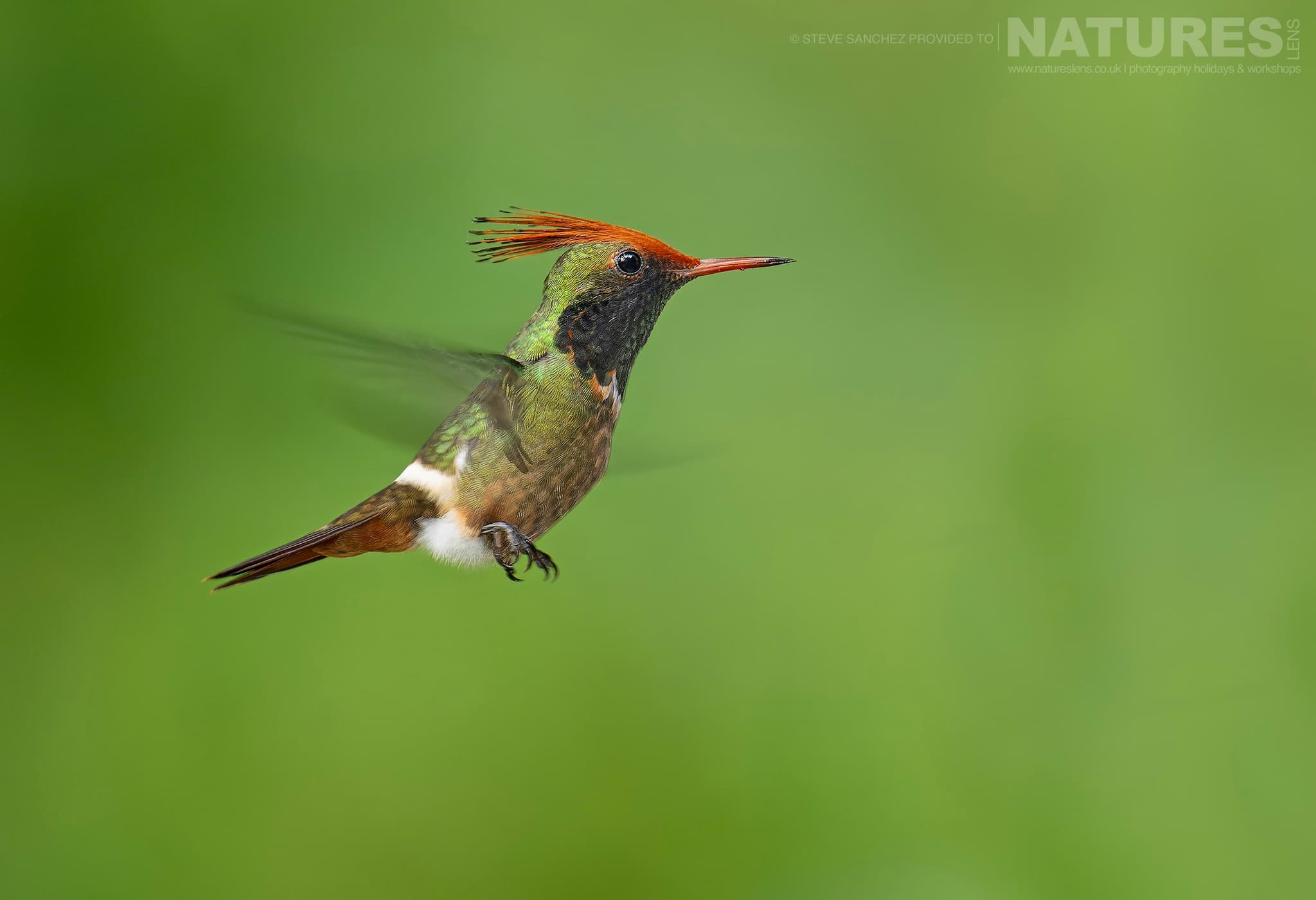 A Rufous Crested Coquette In Flight Photographed In Peru By Our Co Leader Steve Sanchez A Rufous-Crested Coquette In Flight Photographed In Peru By Our Co-Leader Steve Sanchez