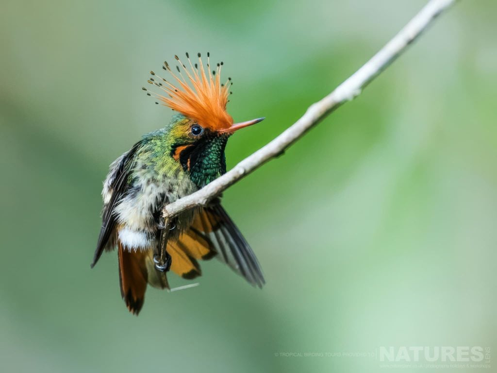 Photograph Peru’s Ultimate Hummingbirds with NaturesLens in 2028