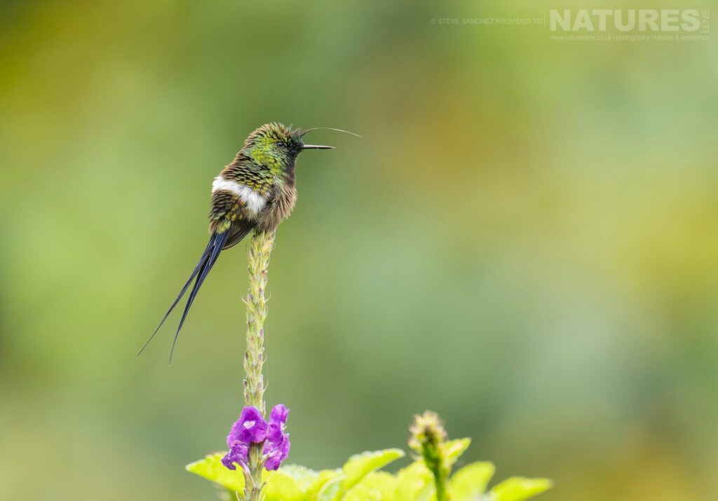 Join Us For The Peru’s Ultimate Hummingbirds Photography Tour