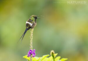 A Wire-Crested Thorntail Photographed In Peru By Our Co-Leader Steve Sanchez