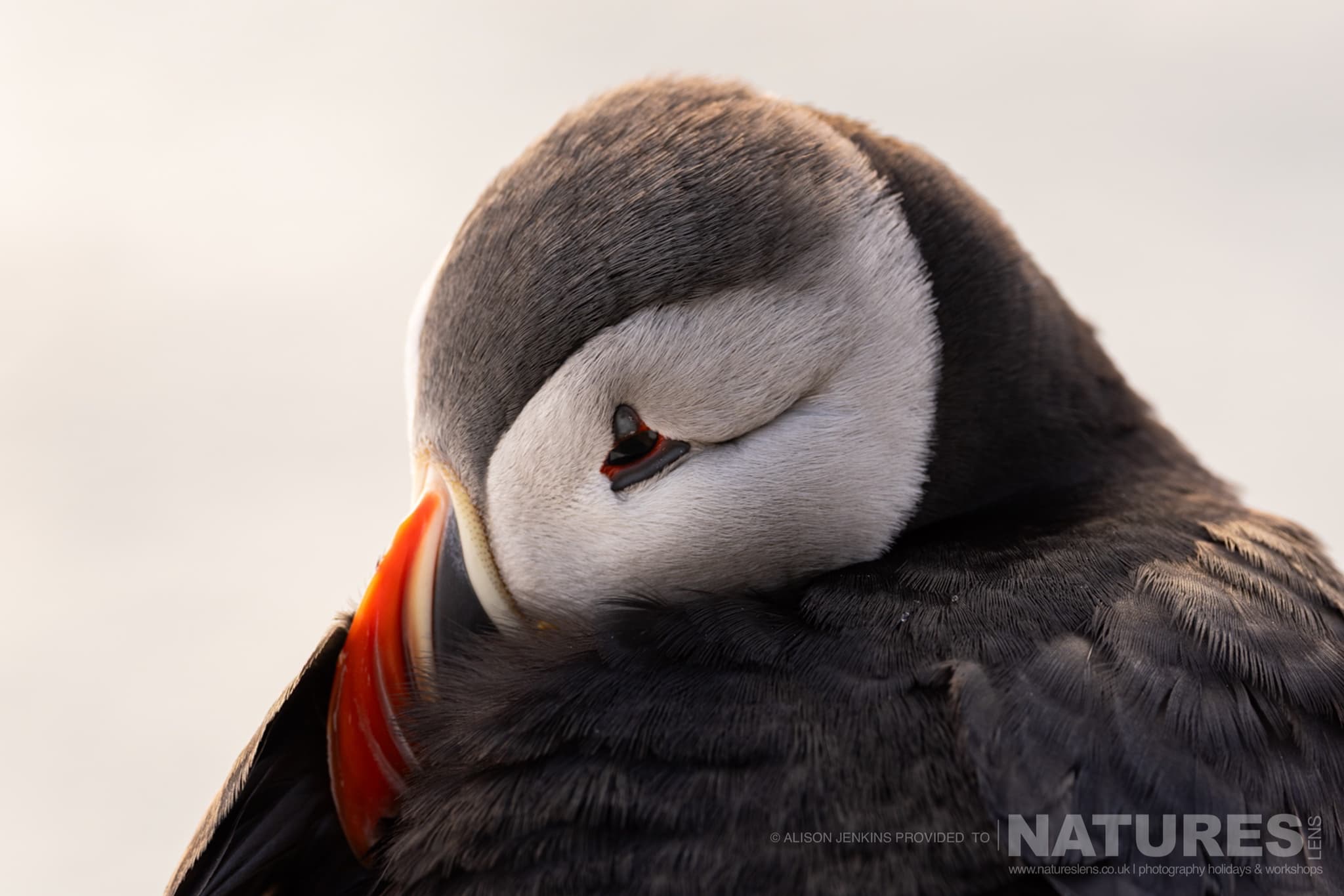 A Close Up Of A Sleeping Puffin Photographed By Alison Jenkins Who Will Be Leading The Natureslens Arctic Wildlife Of Varanger Photography Tour A Close-Up Of A Sleeping Puffin, Photographed By Alison Jenkins Who Leads The Natureslens Arctic Wildlife Of Varanger Photography Tour