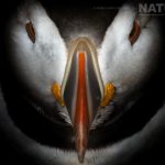 Hotspots For Photographing Puffins