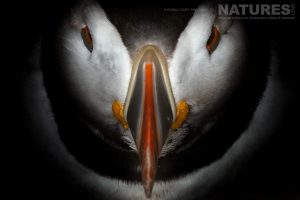 A closeup of one of the Skomer Island Puffins - photographed during the NaturesLens Welsh Puffins of Skomer Island photography holiday