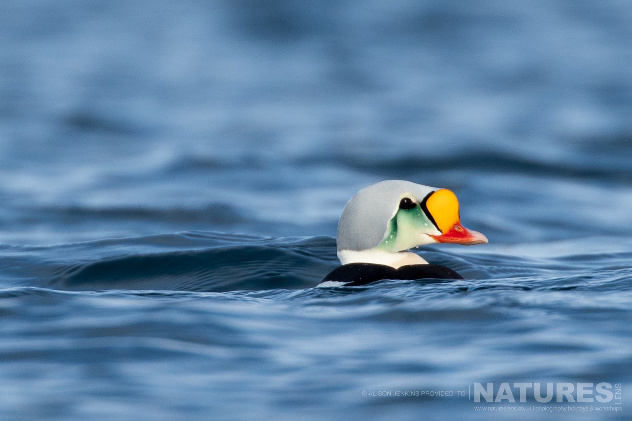 A Colourful Male King Eider Swimming On The Ocean Photographed By Alison Jenkins Who Will Be Leading The Natureslens Arctic Wildlife Of Varanger Photography Tour A Colourful Male King Eider Swimming On The Ocean, Photographed By Alison Jenkins Who Leads The Natureslens Arctic Wildlife Of Varanger Photography Tour