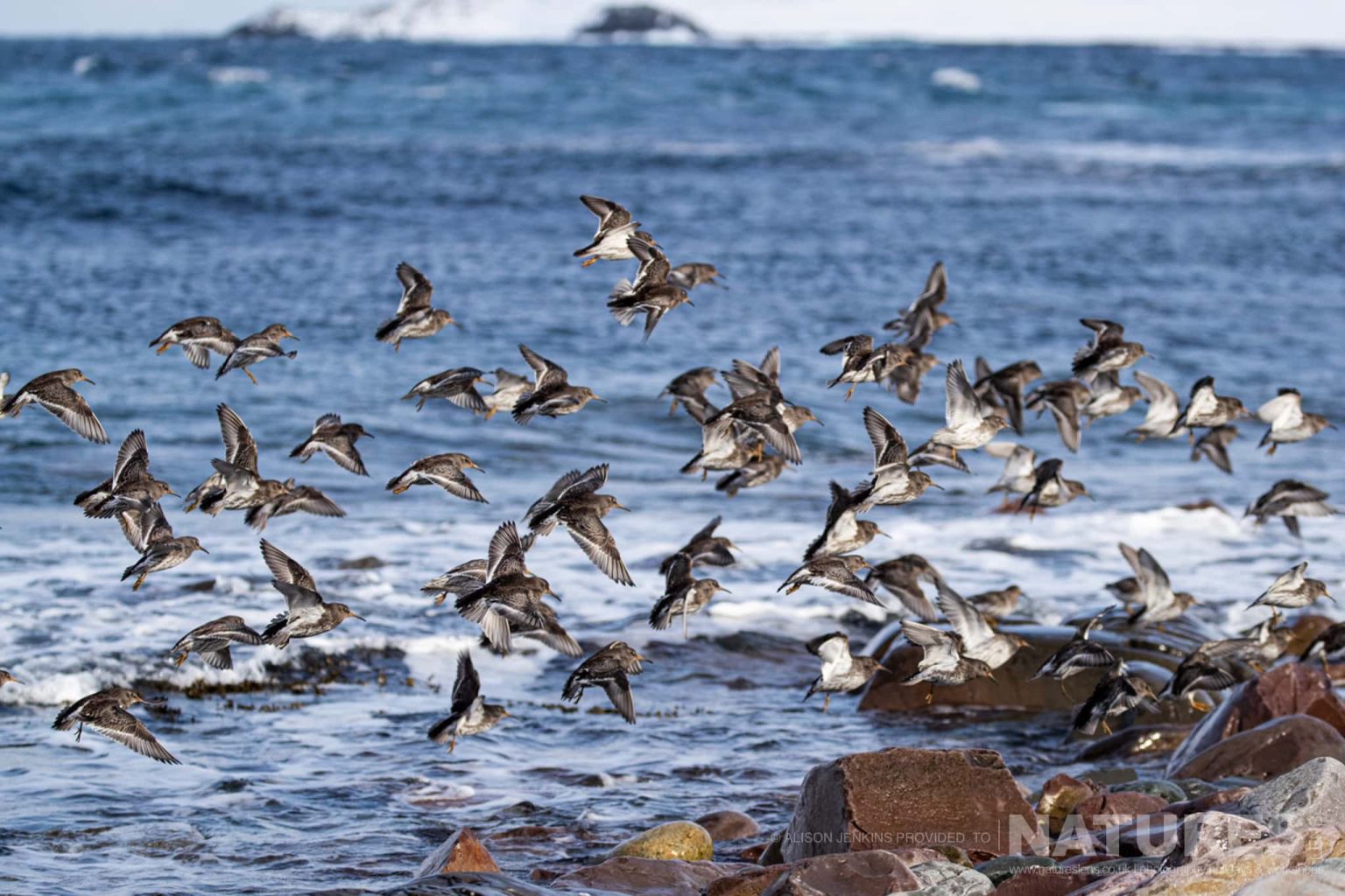 A Flock Of Shorebirds Takes Flight On The Rocky Coast Photographed By Alison Jenkins Who Will Be Leading The Natureslens Arctic Wildlife of Varanger Photography Holiday