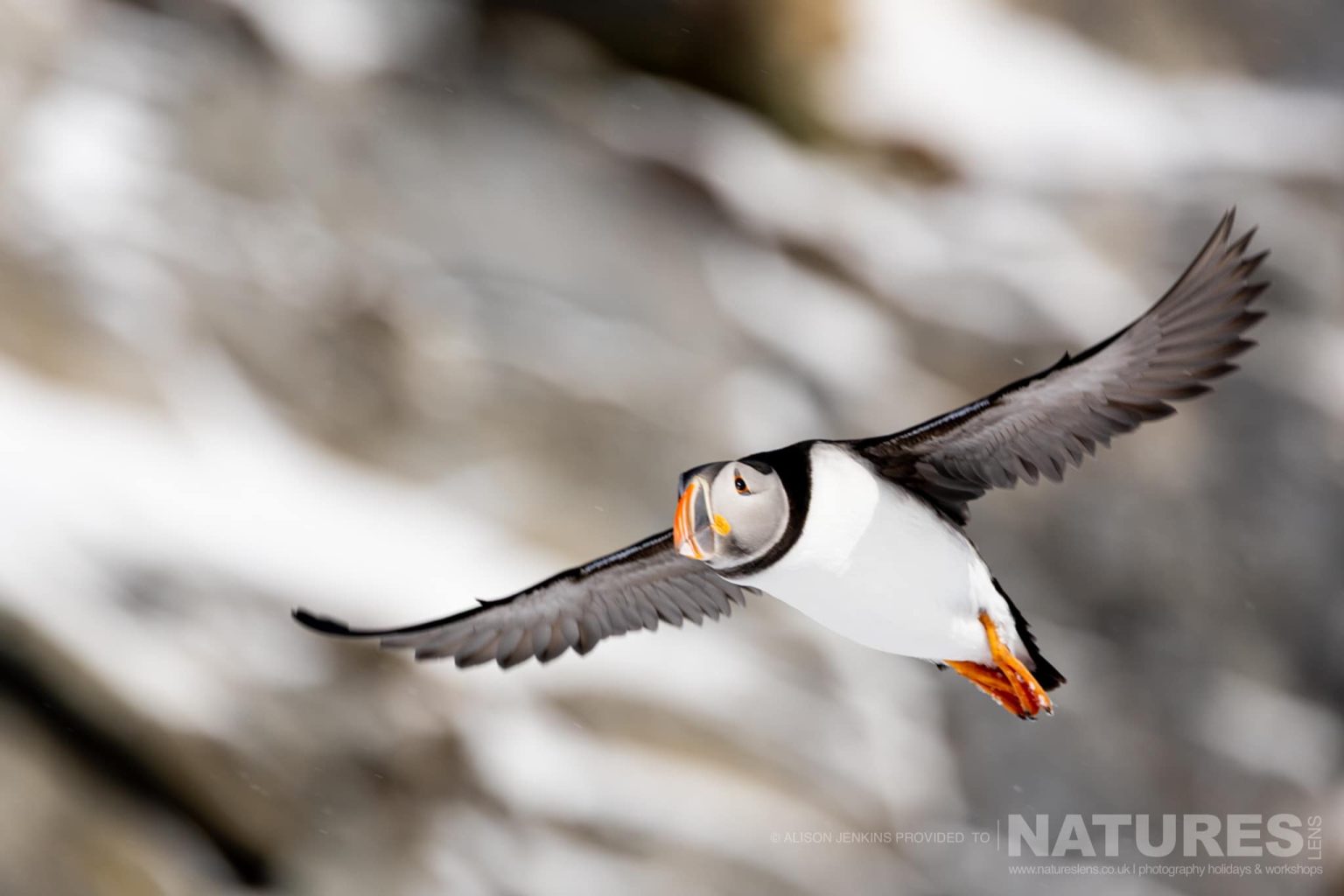 A Flying Puffin On A Snowy Cliff Photographed By Alison Jenkins Who Will Be Leading The Natureslens Arctic Wildlife of Varanger Photography Holiday