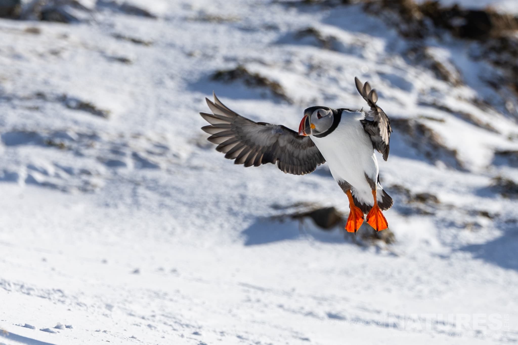 A Flying Puffin On A Snowy Landscape Photographed By Alison Jenkins Who Will Be Leading The Natureslens Arctic Wildlife Puffins In The Snow Photography Holiday A Flying Puffin On A Snowy Landscape - Photographed By Alison Jenkins Who Will Be Leading The Natureslens Arctic Wildlife &Amp; Puffins In The Snow Photography Holiday