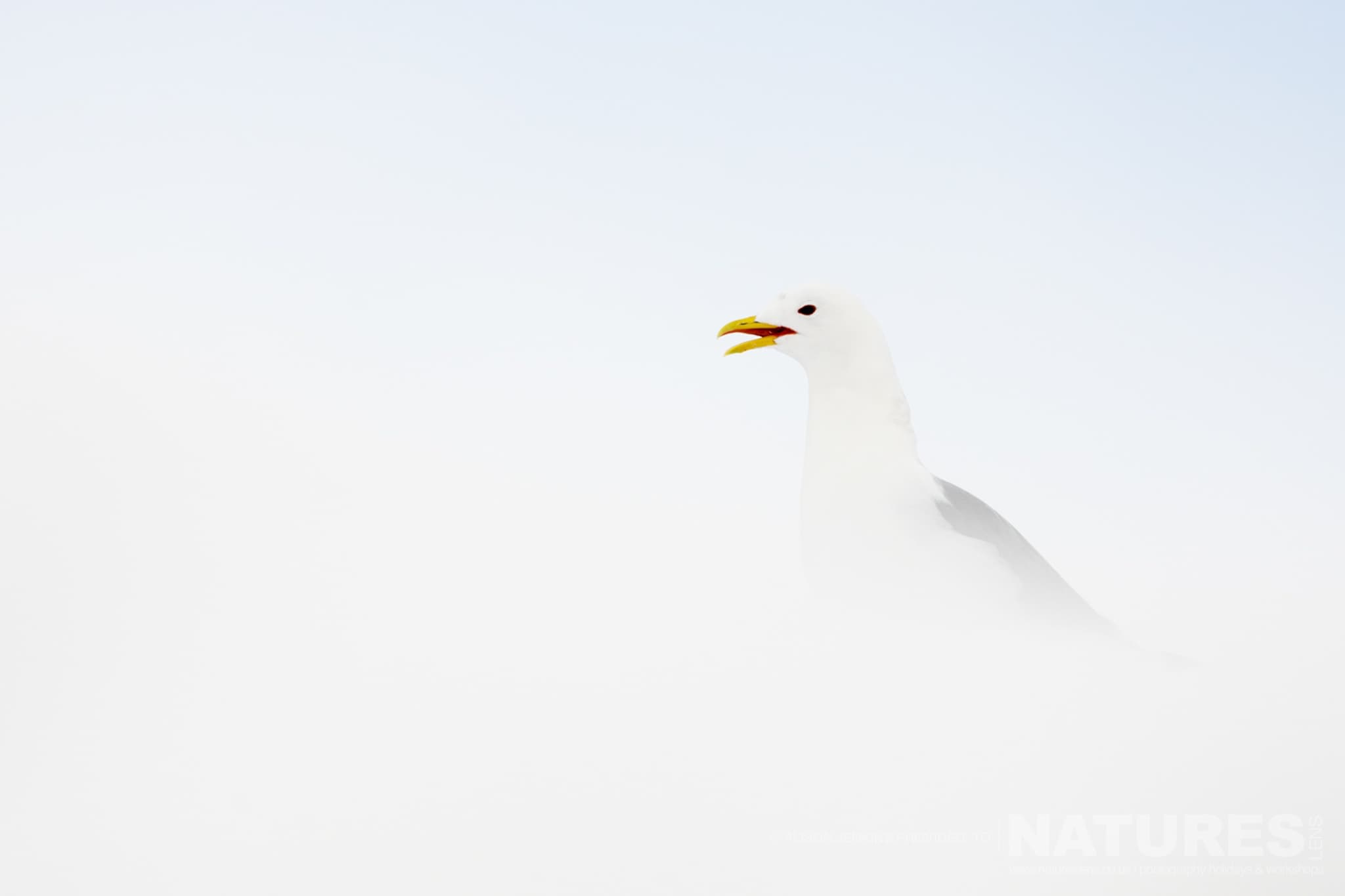 A Gull On A Snowy Background Photographed By Alison Jenkins Who Will Be Leading The Natureslens Arctic Wildlife Puffins In The Snow Photography Holiday A Gull On A Snowy Background - Photographed By Alison Jenkins Who Will Be Leading The Natureslens Arctic Wildlife &Amp; Puffins In The Snow Photography Holiday