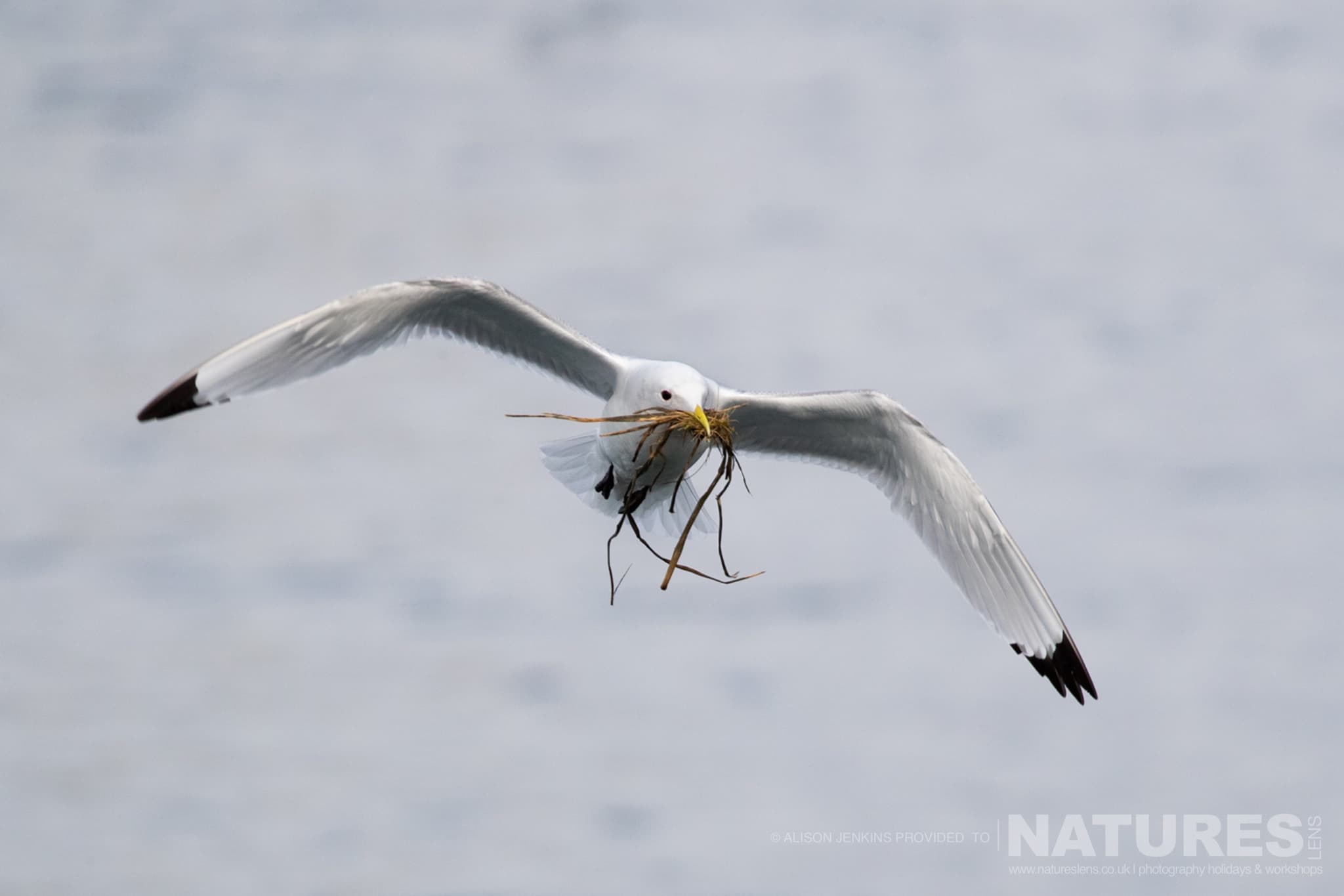 A Gull Returning To The Nest Carrying Nesting Material Photographed By Alison Jenkins Who Will Be Leading The Natureslens Arctic Wildlife Puffins In The Snow Photography Holiday A Gull Returning To The Nest Carrying Nesting Material Photographed By Alison Jenkins Who Will Be Leading The Natureslens Arctic Wildlife Puffins In The Snow Photography Holiday