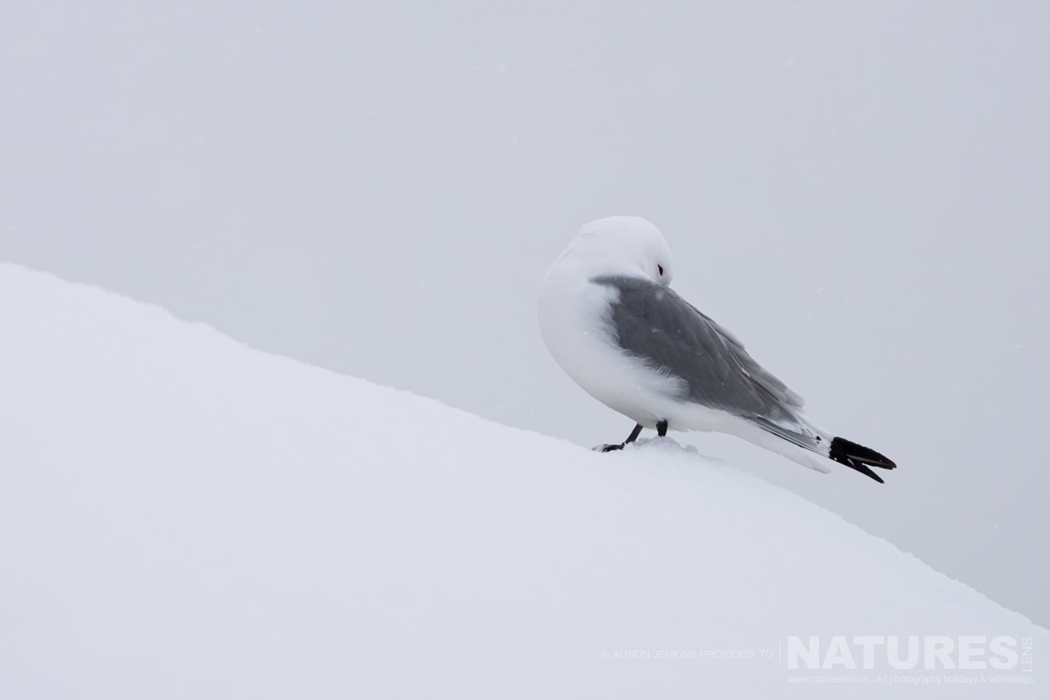A Gull Standing On Snow Photographed By Alison Jenkins Who Will Be Leading The Natureslens Arctic Wildlife Of Varanger Photography Holiday A Gull Standing On Snow Photographed By Alison Jenkins Who Will Be Leading The Natureslens Arctic Wildlife Of Varanger Photography Holiday