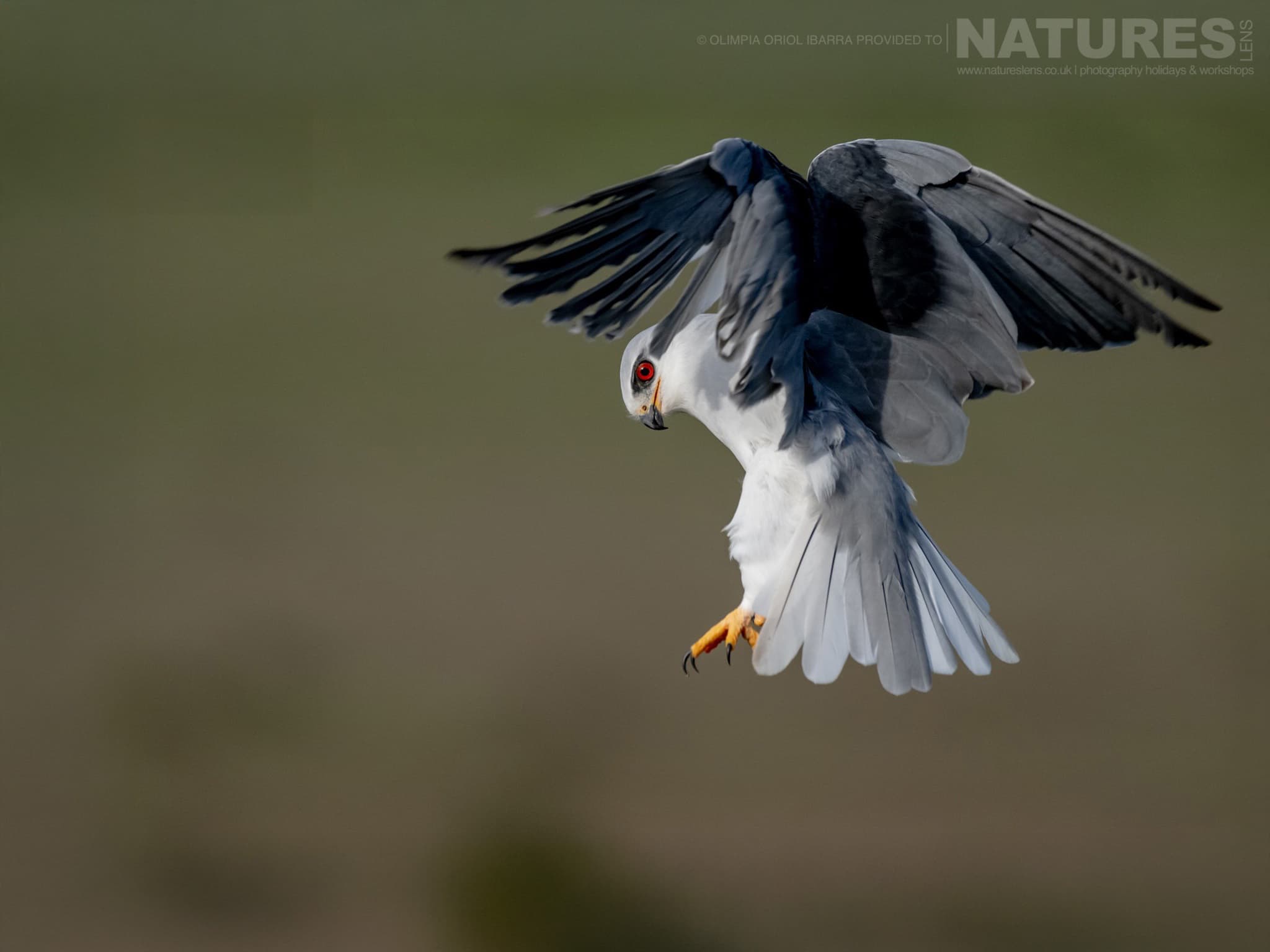 A Hovering Black Shouldered Kite Photographed On The Estate Used For The Natureslens Birds Of Extremadura Photography Holiday A Hovering Black Shouldered Kite - Photographed On The Estate Used For The Natureslens Wildlife Photography Holiday In Extremadura
