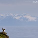 Photographing Puffins & Other Birds Of Grímsey Island