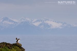 A lone Atlantic Puffin standing on a rocky coastal cliff - photographed by Alison Jenkins during a NaturesLens tour to photograph the Atlantic Puffins & other Birds of Grímsey Island