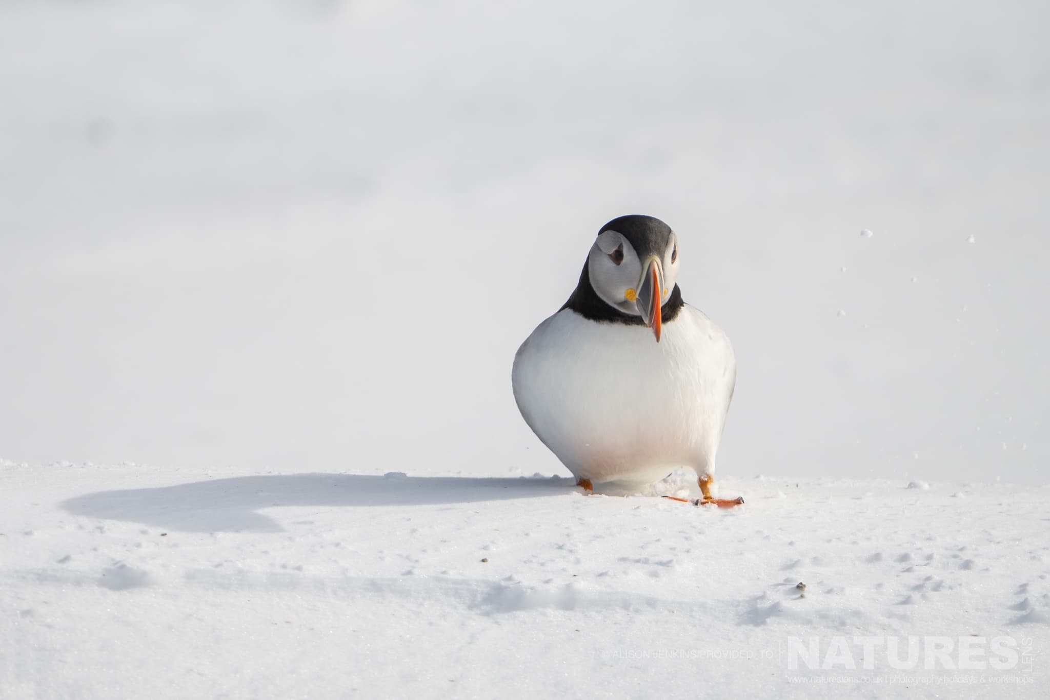 A Lonely Puffin Walking Across The Snow Photographed By Alison Jenkins Who Will Be Leading The Natureslens Arctic Wildlife Of Varanger Photography Holiday A Lonely Puffin Walking Across The Snow Photographed By Alison Jenkins Who Will Be Leading The Natureslens Arctic Wildlife Of Varanger Photography Holiday
