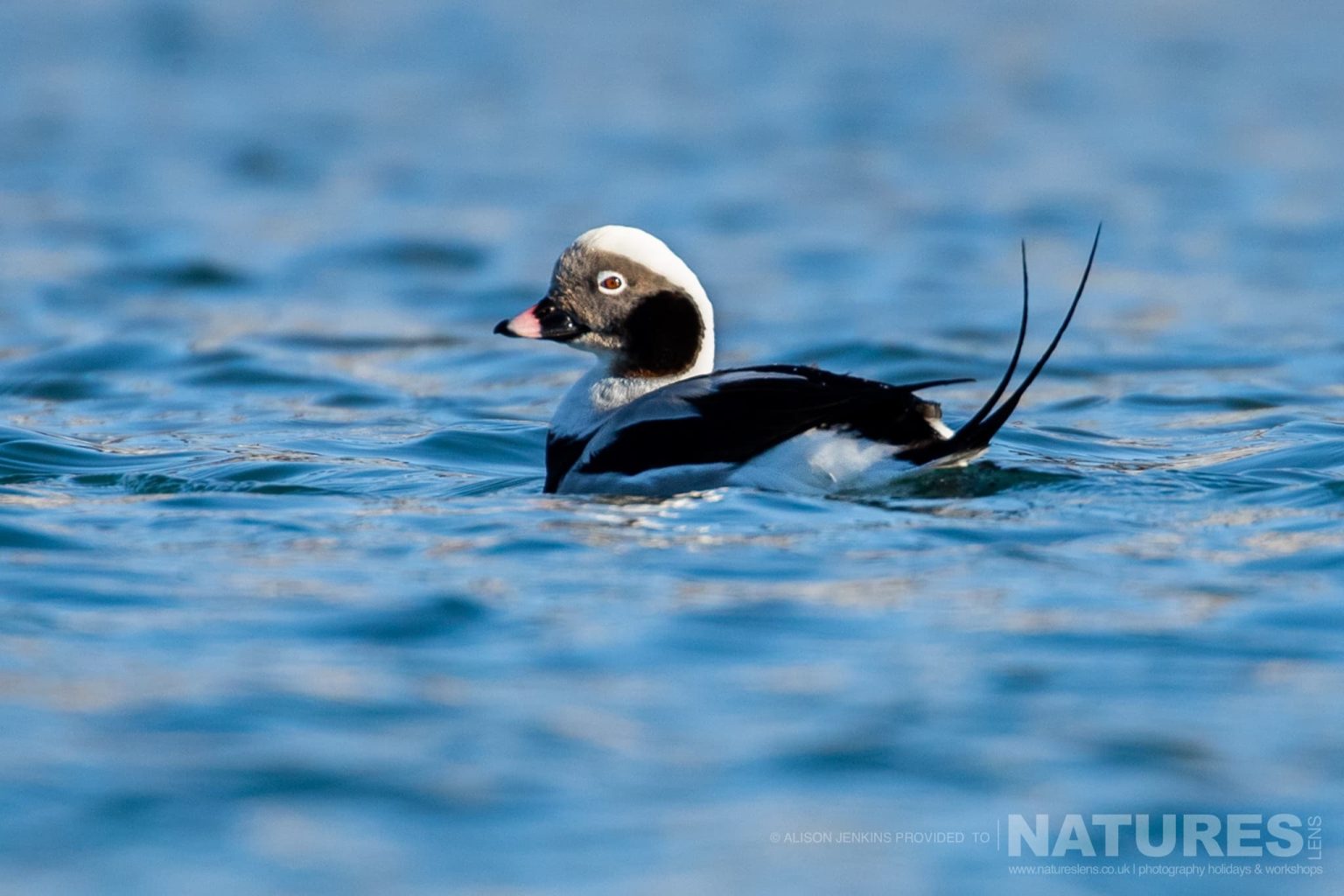 A Long Tailed Duck Swimming On The Ocean Photographed By Alison Jenkins Who Will Be Leading The Natureslens Arctic Wildlife of Varanger Photography Holiday