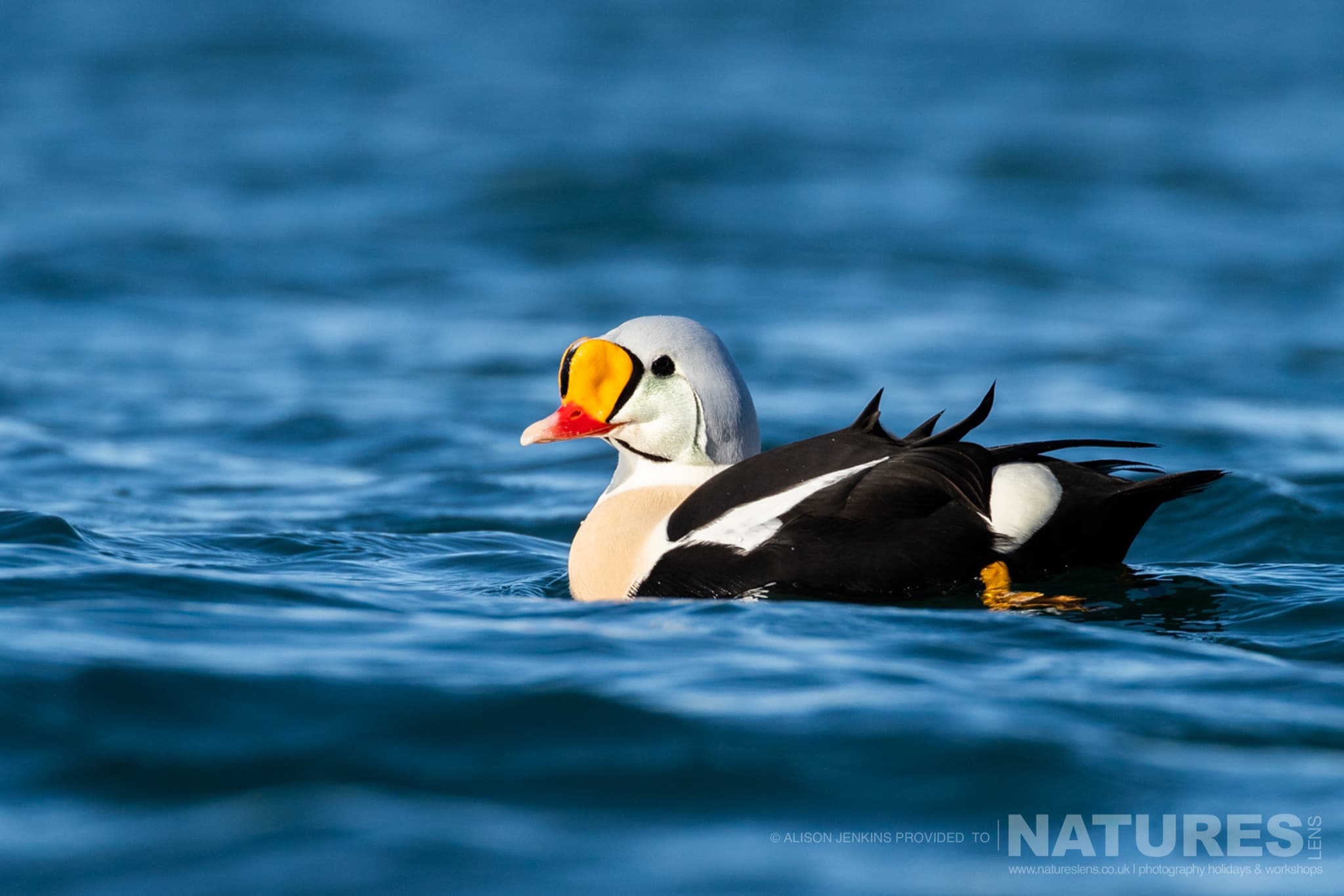 A Male King Eider Swimming On The Water Photographed By Alison Jenkins Who Will Be Leading The Natureslens Arctic Wildlife Of Varanger Photography Tour A Male King Eider Swimming On The Water Photographed By Alison Jenkins Who Will Be Leading The Natureslens Arctic Wildlife Of Varanger Photography Holiday