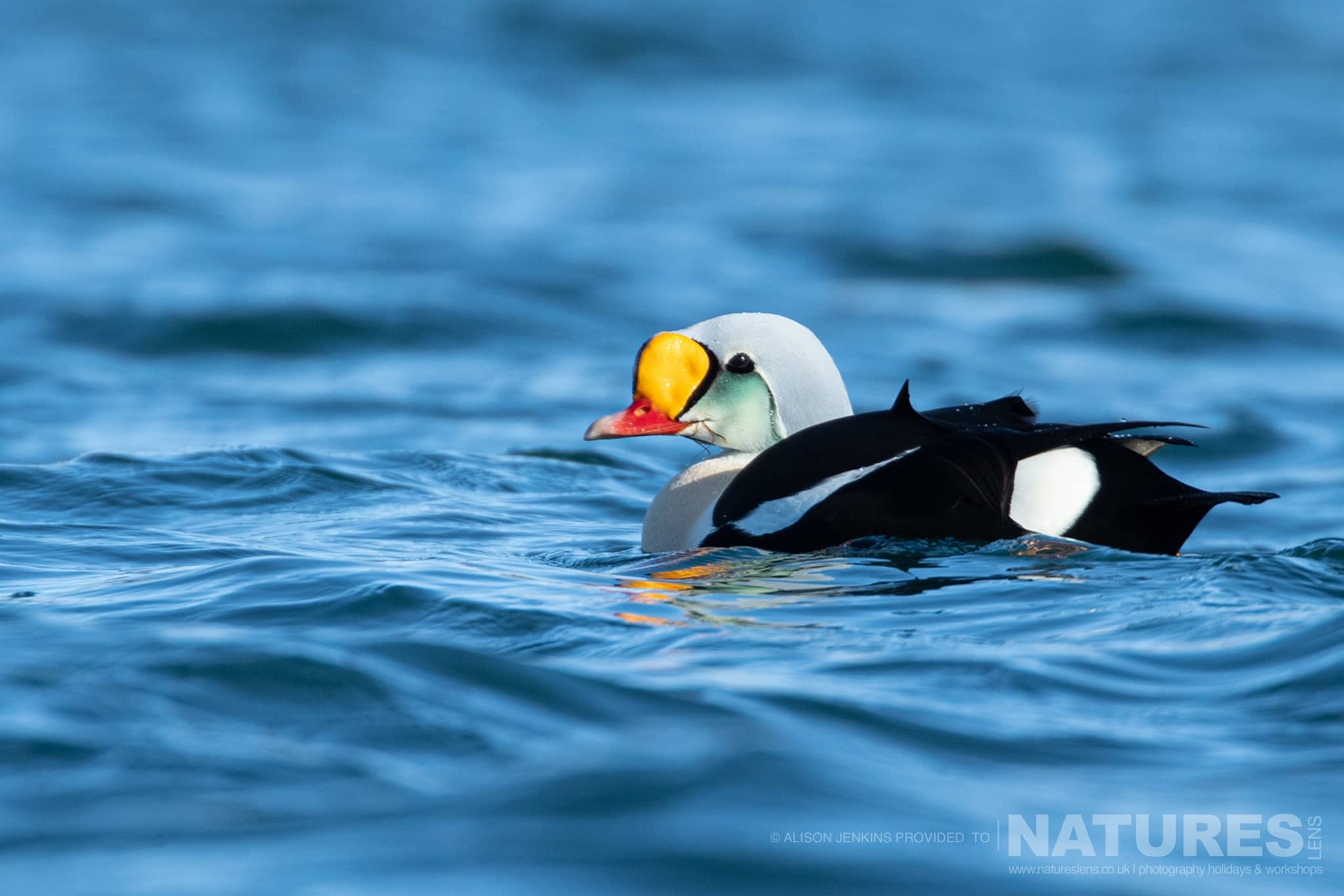 A Male King Eider Swimming On Water Photographed By Alison Jenkins Who Will Be Leading The Natureslens Arctic Wildlife Puffins In The Snow Photography Holiday A Male King Eider Swimming On Water Photographed By Alison Jenkins Who Will Be Leading The Natureslens Arctic Wildlife Puffins In The Snow Photography Holiday