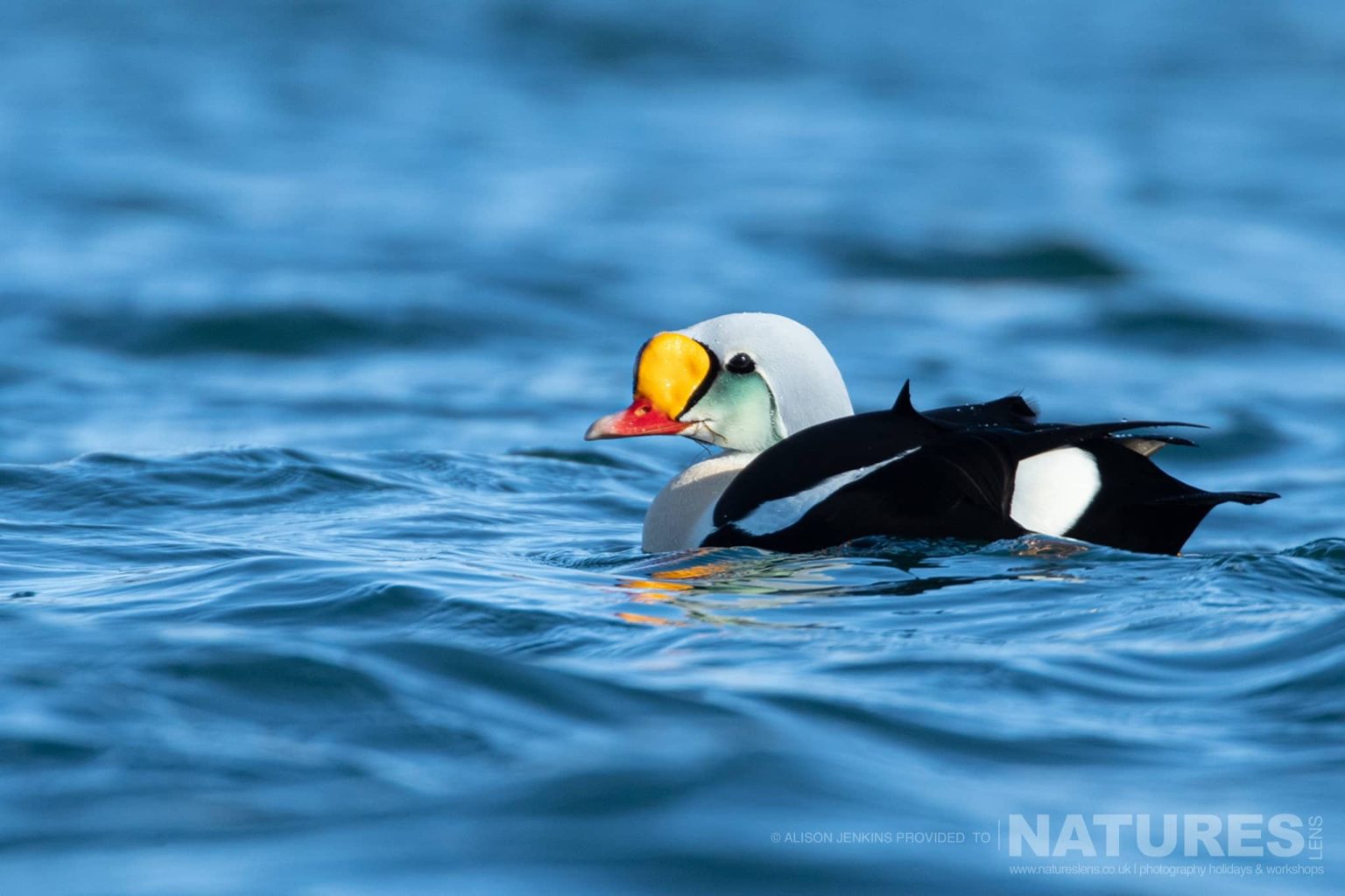 A Male King Eider Swimming On Water Photographed By Alison Jenkins Who Will Be Leading The Natureslens Arctic Wildlife of Varanger Photography Holiday