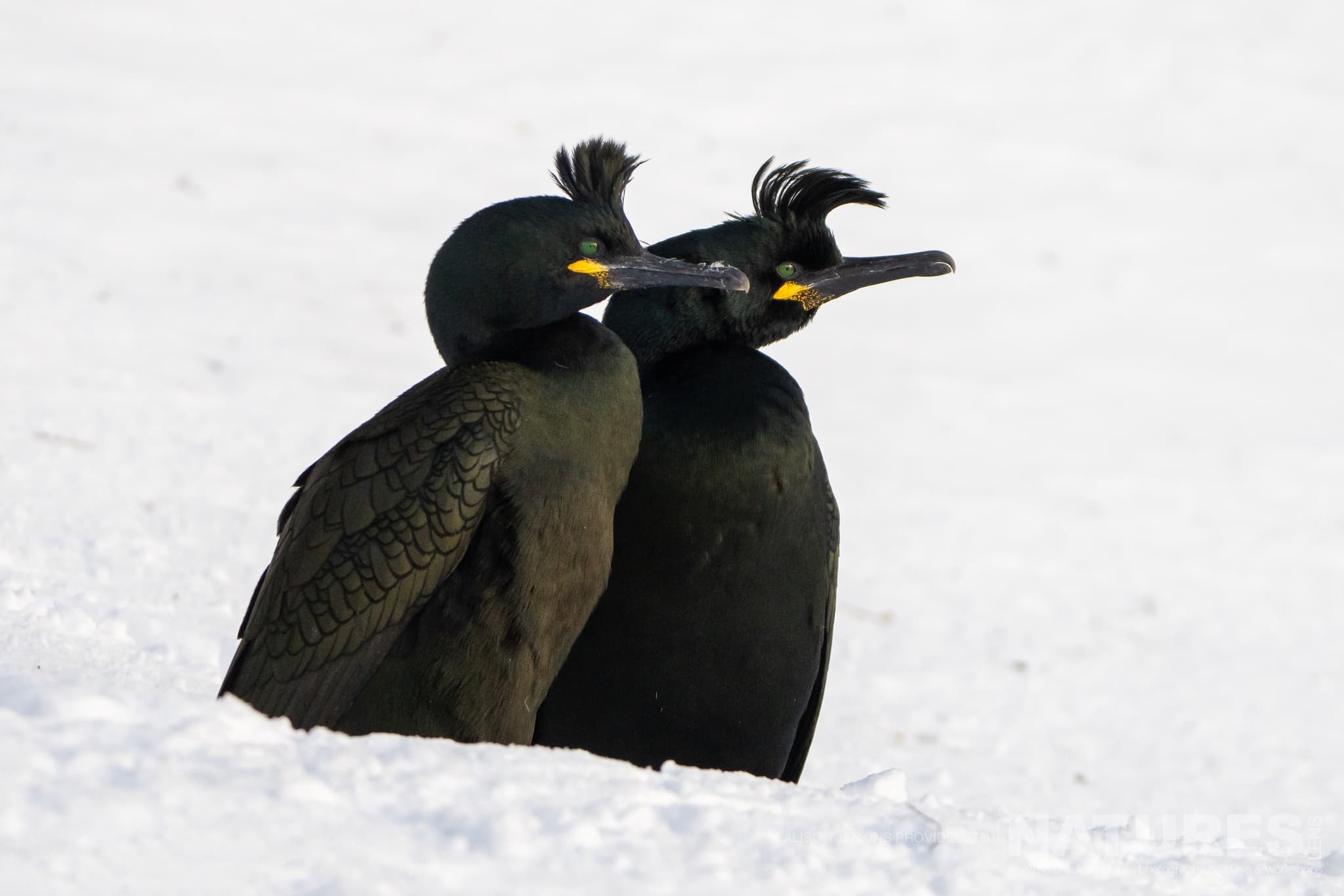 A Pair Of A European Shag On A Snowy Background Photographed By Alison Jenkins Who Will Be Leading The Natureslens Arctic Wildlife Puffins In The Snow Photography Holiday A Pair Of A European Shag On A Snowy Background - Photographed By Alison Jenkins Who Will Be Leading The Natureslens Arctic Wildlife &Amp; Puffins In The Snow Photography Holiday