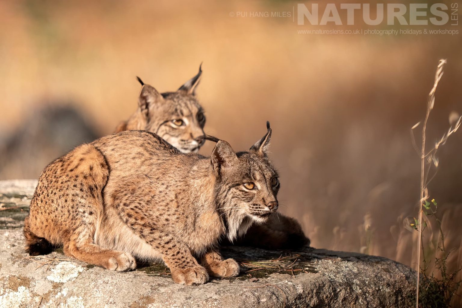 A Pair Of Iberian Lynx Resting On Some Rocks Photographed By Pui Hang Miles During The Natureslens Elusive Iberian Lynx During Summer Photography Holiday