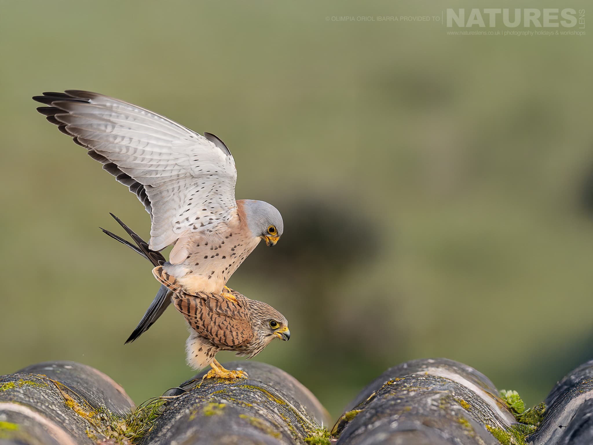 A Pair Of Mating Lesser Kestrels On A Rooftop Photographed On The Estate Used For The Natureslens Birds Of Extremadura Photography Holiday A Pair Of Mating Lesser Kestrels On A Rooftop - Photographed On The Estate Used For The Natureslens Birds Of Extremadura Photography Holiday