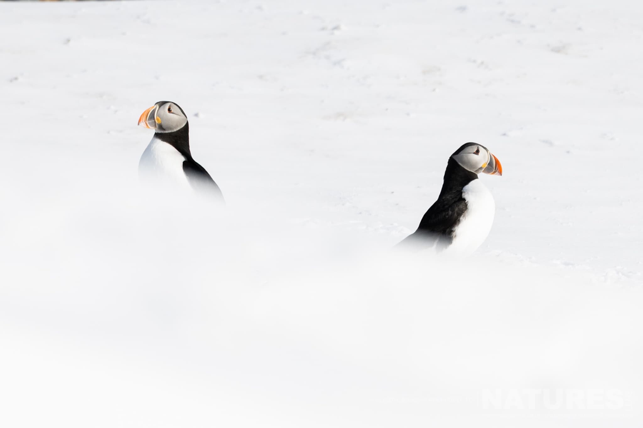 A Pair Of Puffins On A Snowy Landscape Photographed By Alison Jenkins Who Will Be Leading The Natureslens Arctic Wildlife Puffins In The Snow Photography Holiday A Pair Of Puffins On A Snowy Landscape - Photographed By Alison Jenkins Who Will Be Leading The Natureslens Arctic Wildlife &Amp; Puffins In The Snow Photography Holiday