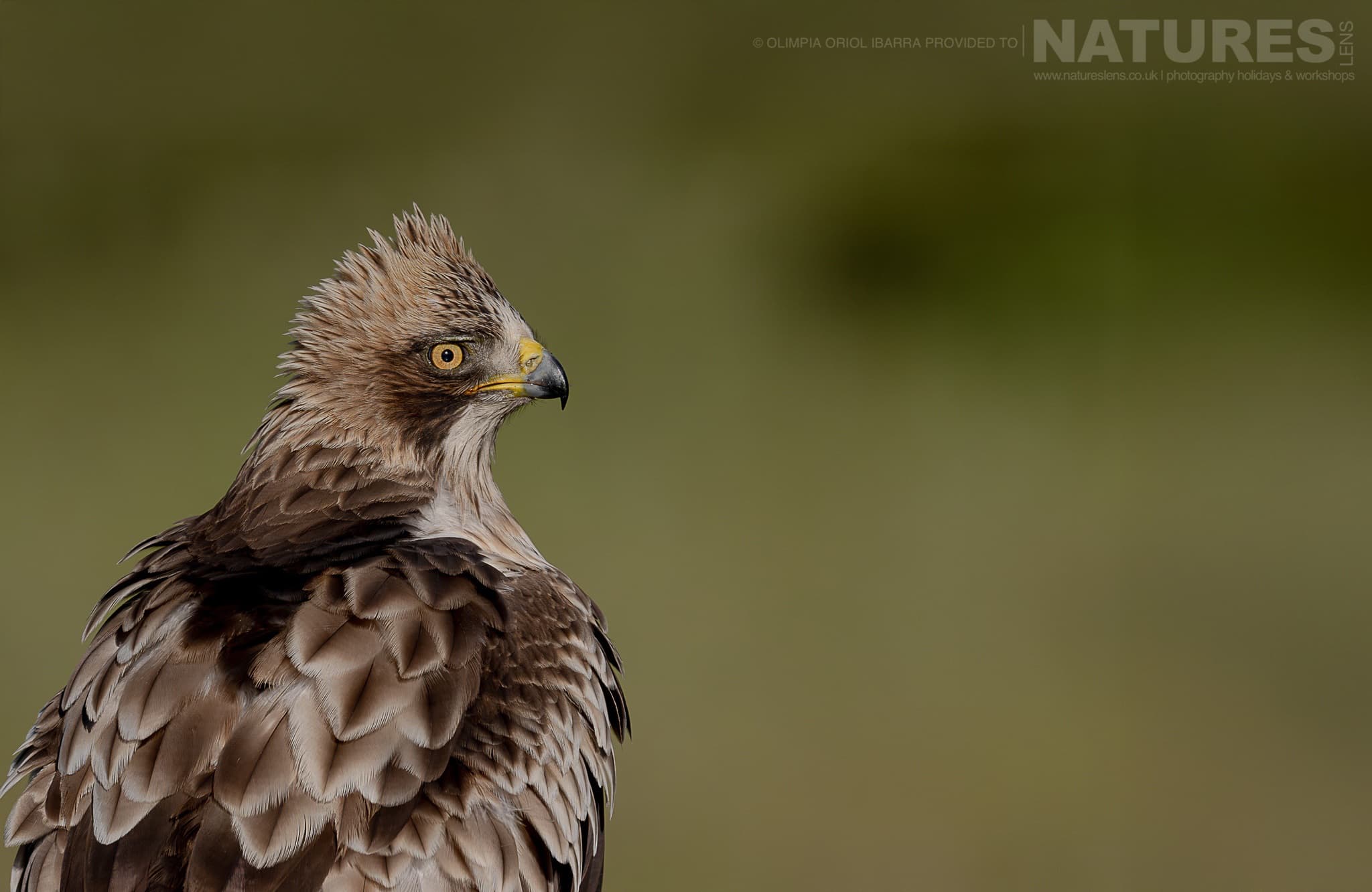A Portrait Of A Booted Eagle Photographed On The Estate Used For The Natureslens Birds Of Extremadura Photography Holiday A Portrait Of A Booted Eagle - Photographed On The Estate Used For The Natureslens Birds Of Extremadura Photography Holiday