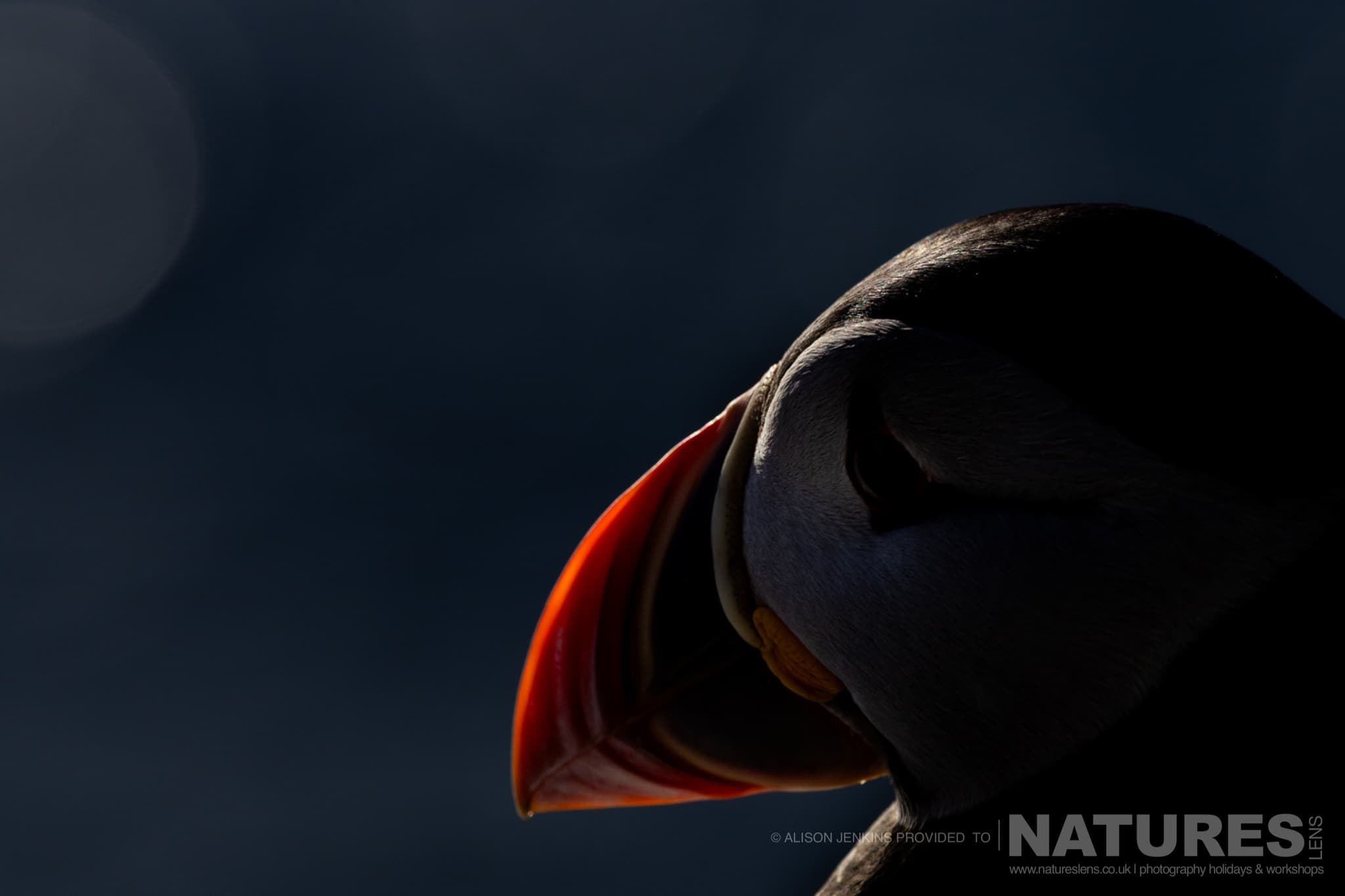 A Puffin Silhouetted Against A Dark Background Photographed By Alison Jenkins Who Will Be Leading The Natureslens Arctic Wildlife Puffins In The Snow Photography Holiday A Puffin Silhouetted Against A Dark Background - Photographed By Alison Jenkins Who Will Be Leading The Natureslens Arctic Wildlife &Amp; Puffins In The Snow Photography Holiday
