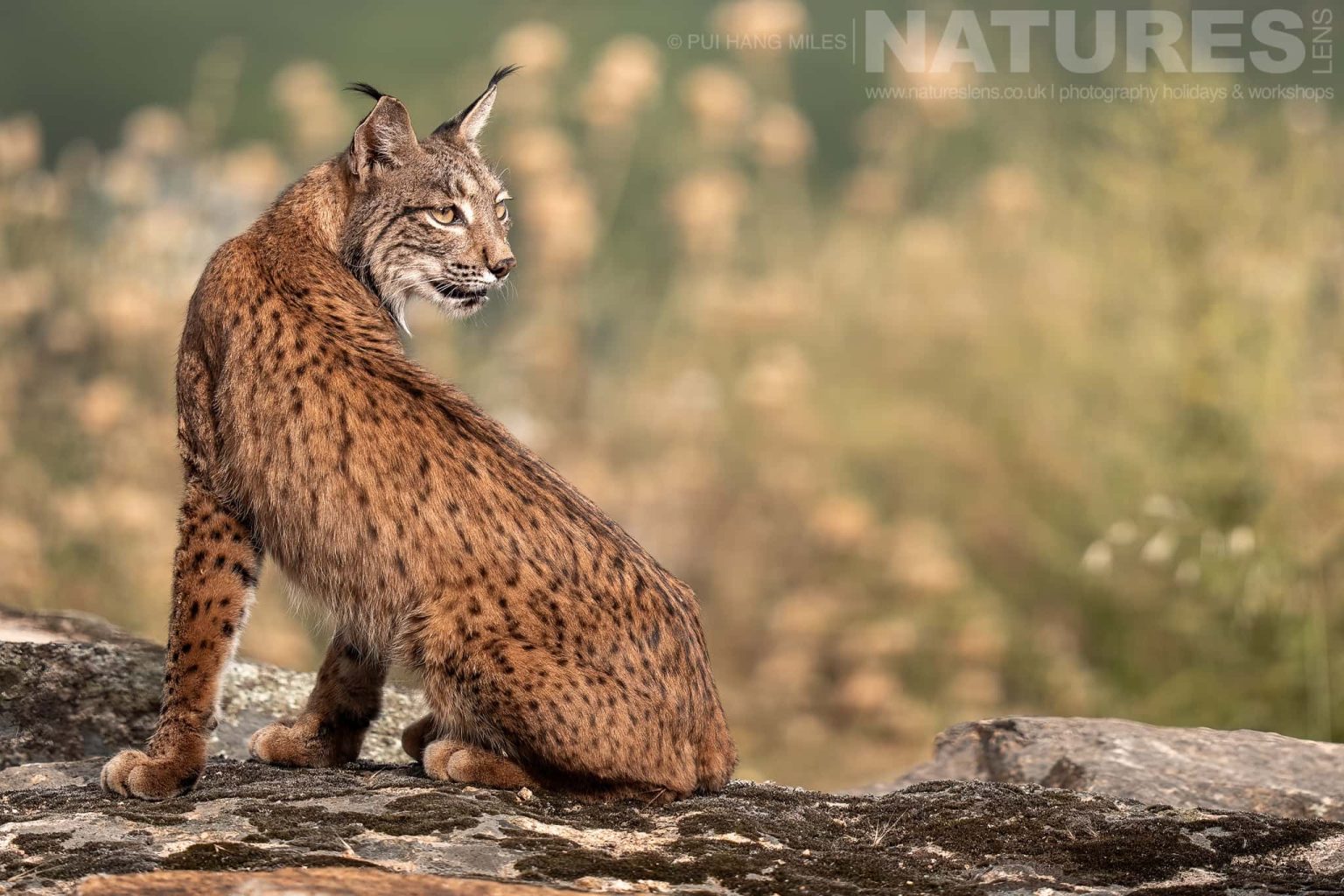 A Truly Wild Iberian Lynx Sitting On Rocky Terrain Photographed By Pui Hang Miles During The Natureslens Elusive Iberian Lynx During Summer Photography Holiday
