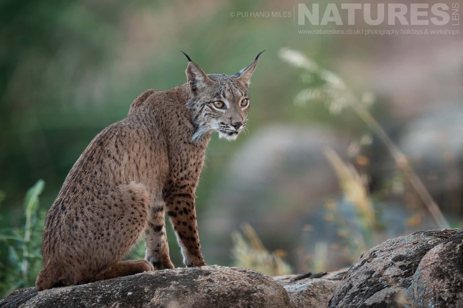 A Truly Wild Iberian Lynx Sitting On Some Rocks Photographed By Pui Hang Miles During The Natureslens Elusive Iberian Lynx During Summer Photography Holiday