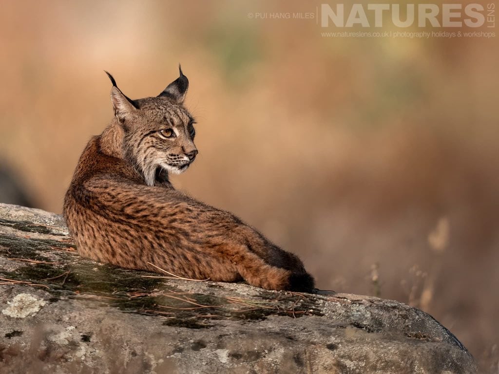  Pui Hang Miles – Iberian Lynx – June 2025