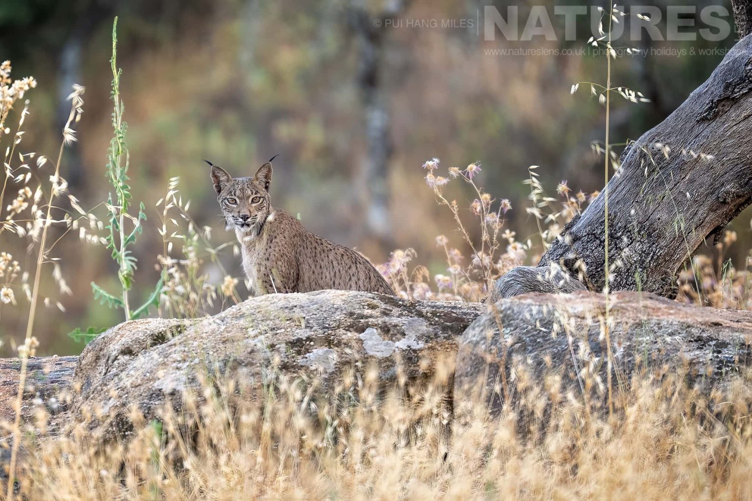 A Wild Iberian Lynx Resting On Rocky Terrain Photographed By Pui Hang Miles During The Natureslens Elusive Iberian Lynx During Summer Photography Holiday