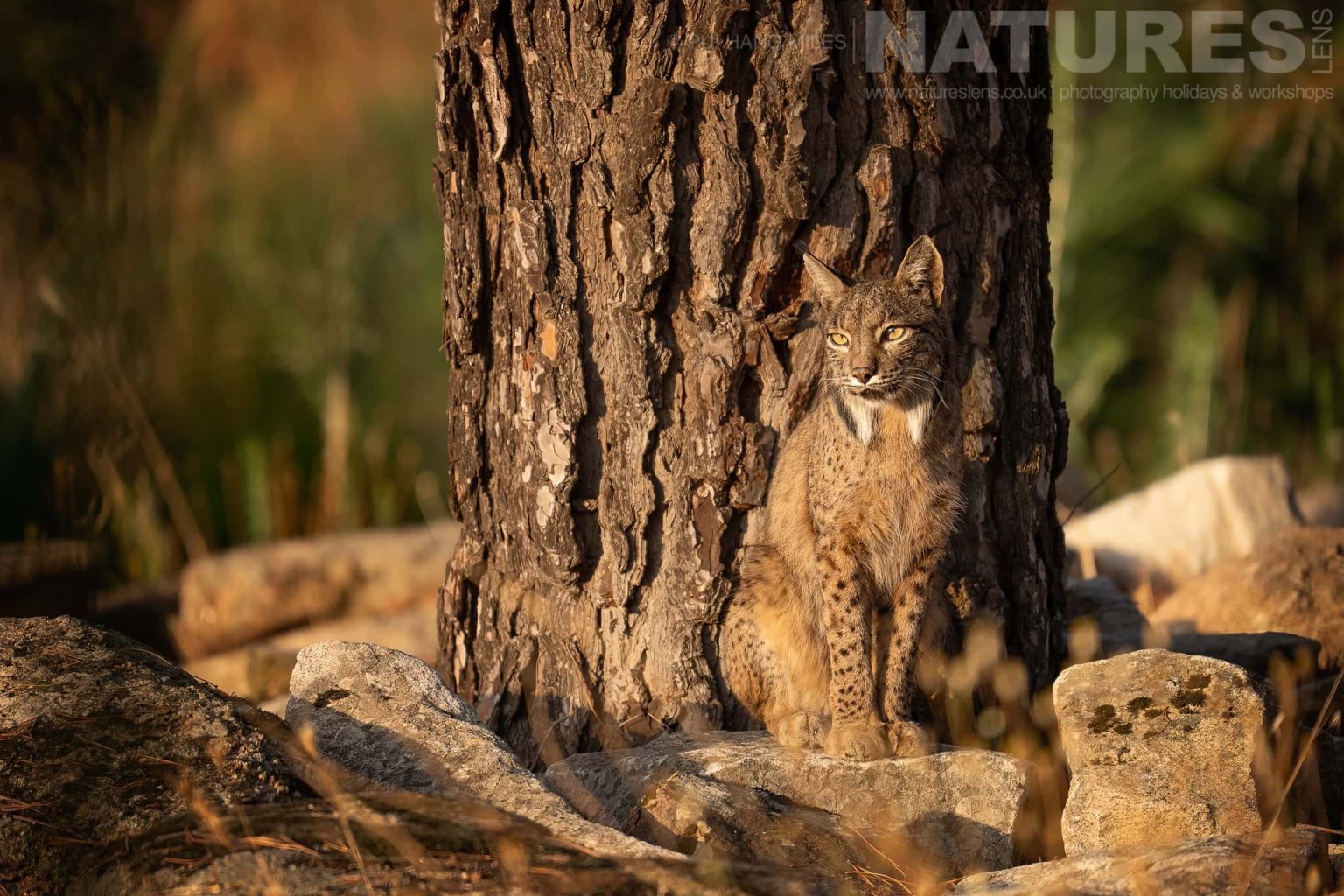 A Wild Iberian Lynx Sitting By A Tree Trunk Photographed By Pui Hang Miles During The Natureslens Elusive Iberian Lynx During Summer Photography Holiday