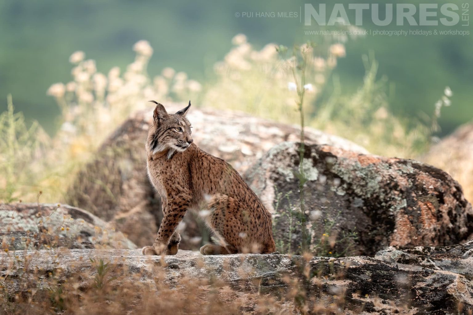 A Wild Iberian Lynx Sitting On Rocks Photographed By Pui Hang Miles During The Natureslens Elusive Iberian Lynx During Summer Photography Holiday