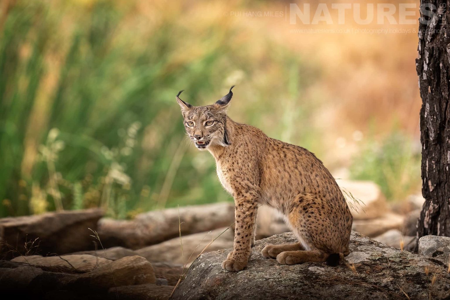 A Wild Iberian Lynx Sitting On Rocky Ground Photographed By Pui Hang Miles During The Natureslens Elusive Iberian Lynx During Summer Photography Holiday