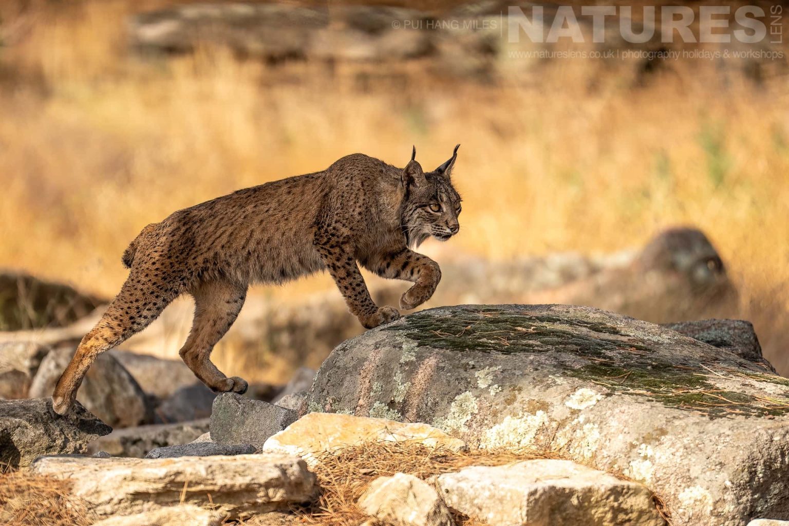 A Wild Iberian Lynx Walking Over Rocky Terrain Photographed By Pui Hang Miles During The Natureslens Elusive Iberian Lynx During Summer Photography Holiday