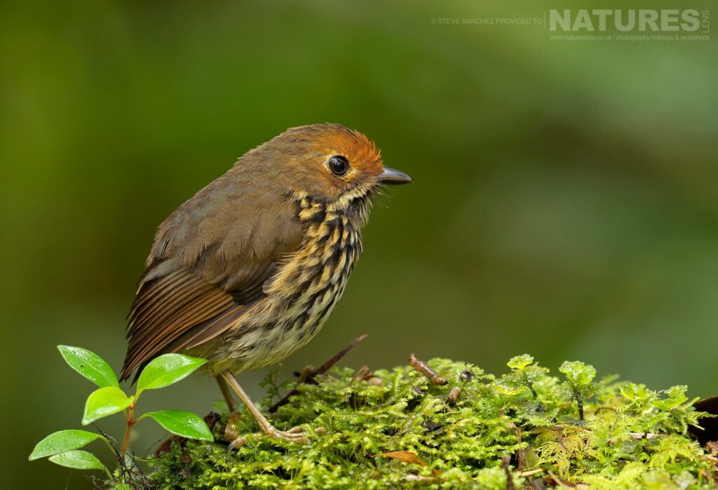 An Ochre Fronted Antpitta Photographed In Peru By Our Co Leader Steve Sanchez An Ochre-Fronted Antpitta Standing On A Mossy Bank In The Cloud Forest