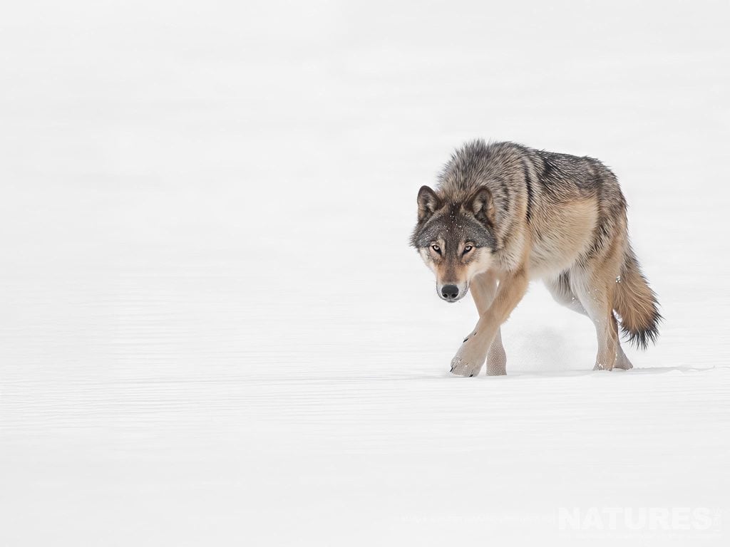 Photograph the Wolves, Lynx & Winter Wildlife of Canada with NaturesLens in 2027