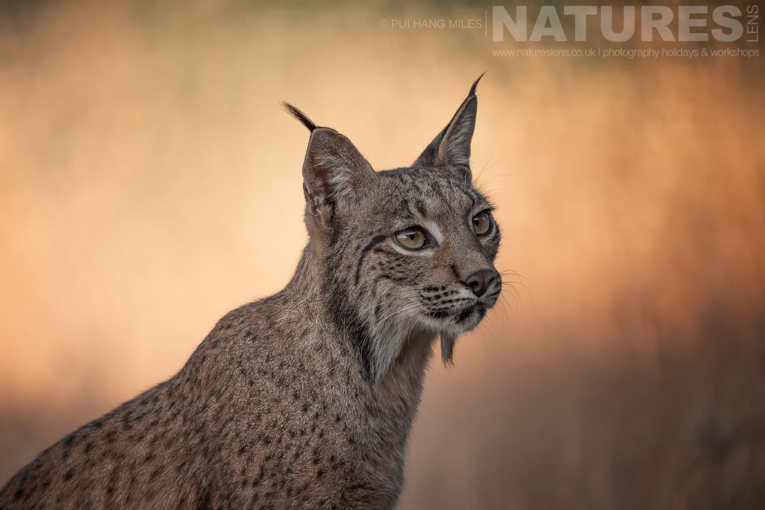 An Alert Iberian Lynx In Golden Light Photographed By Pui Hang Miles During The Natureslens Elusive Iberian Lynx During Summer Photography Holiday
