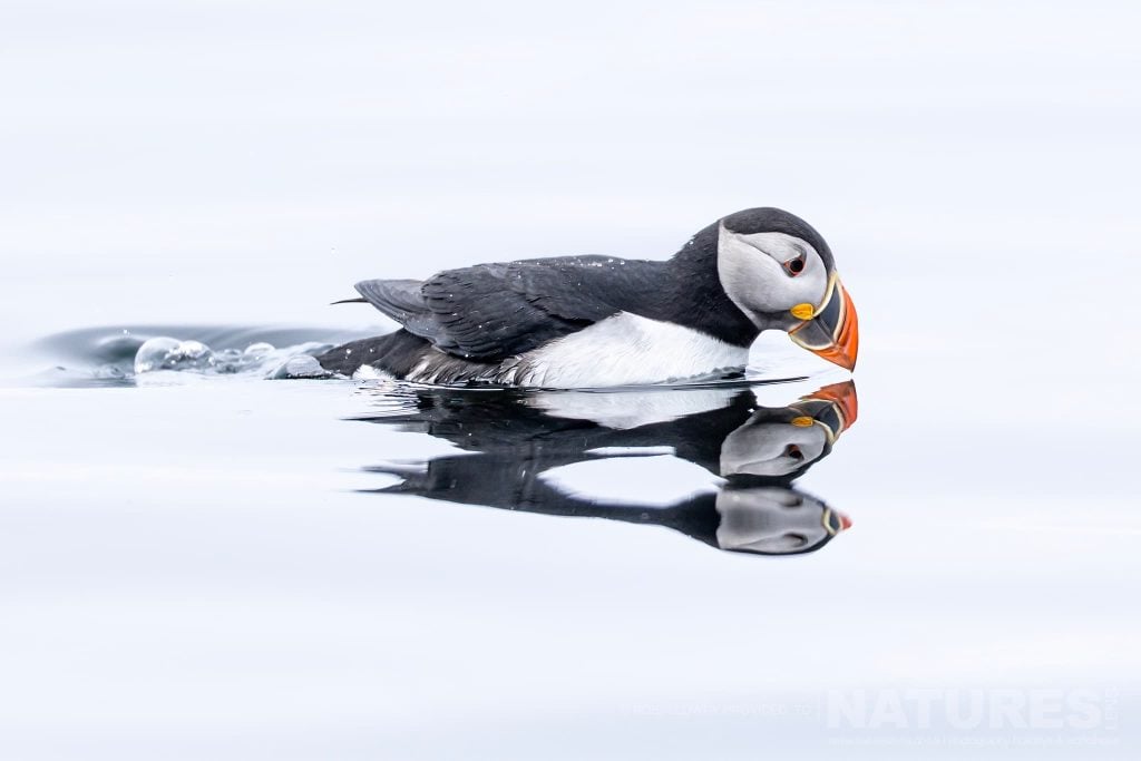 An atlantic puffin swimming on calm water - photographed by Robin Lowry during the NaturesLens Puffins of Iceland photography holiday on Grímsey Island