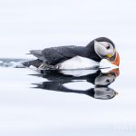 Why We Recommend Visiting Grímsey Island In 2027 With Robin