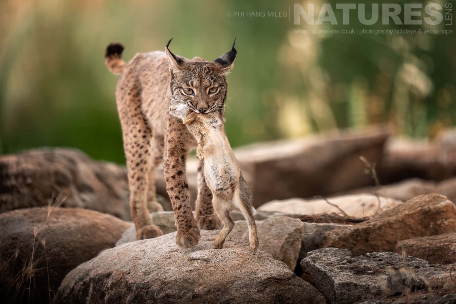 An Iberian Lynx Carrying A Rabbit Across Rocky Terrain Photographed By Pui Hang Miles During The Natureslens Elusive Iberian Lynx During Summer Photography Holiday