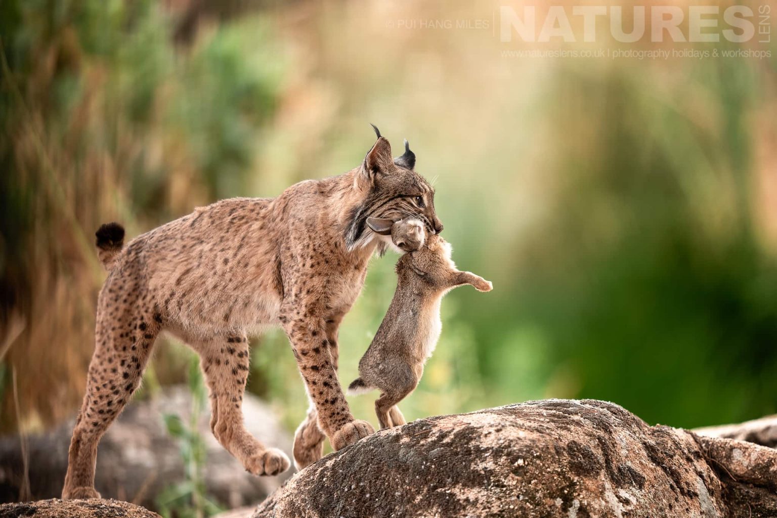 An Iberian Lynx Carrying Ra Abbit In Wild Photographed By Pui Hang Miles During The Natureslens Elusive Iberian Lynx During Summer Photography Holiday