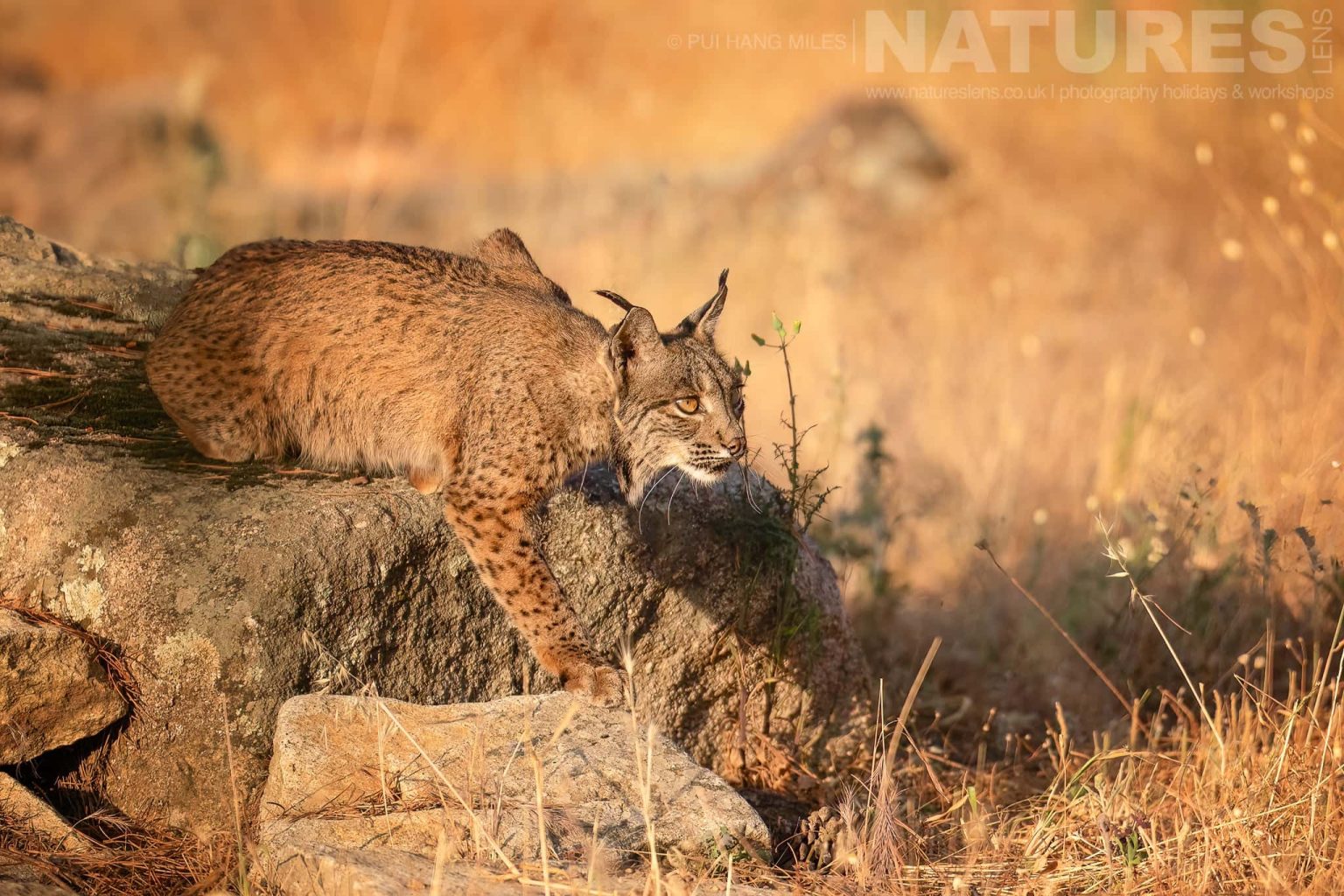 An Iberian Lynx Preparing To Hunt From A Sunlit Rock Photographed By Pui Hang Miles During The Natureslens Elusive Iberian Lynx During Summer Photography Holiday