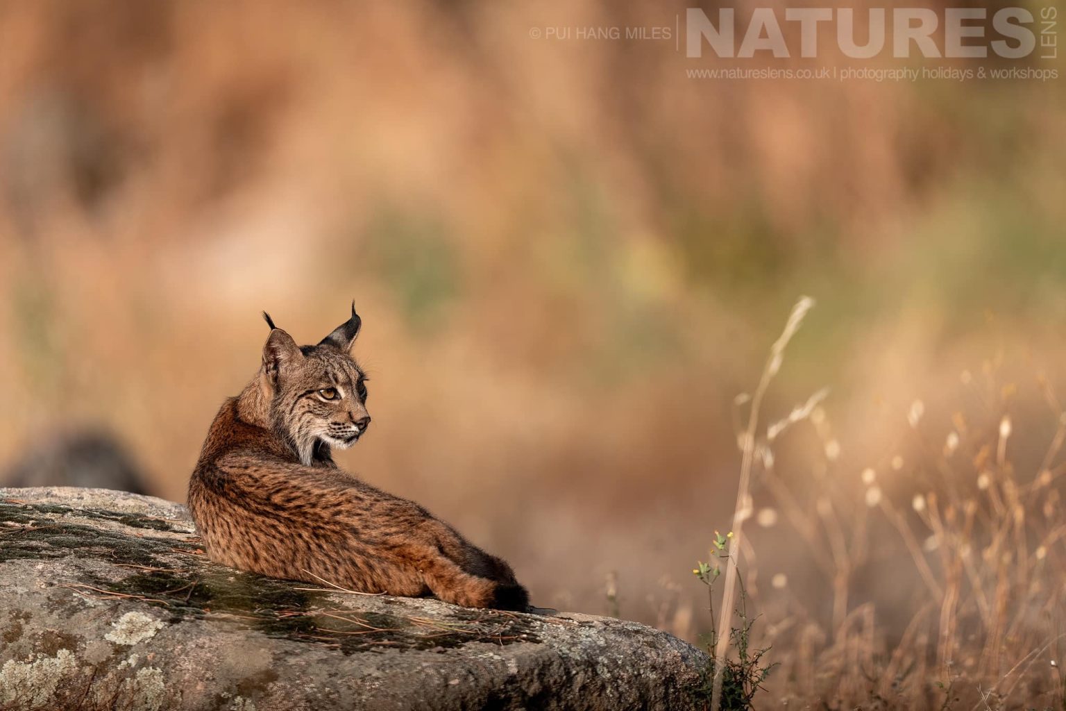 An Iberian Lynx Resting On Large Rock Photographed By Pui Hang Miles During The Natureslens Elusive Iberian Lynx During Summer Photography Holiday