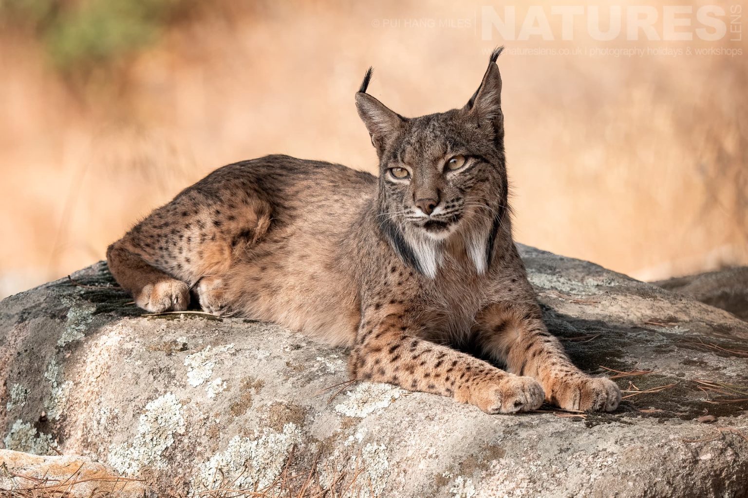 An Iberian Lynx Resting On Large Rocky Outcrop Photographed By Pui Hang Miles During The Natureslens Elusive Iberian Lynx During Summer Photography Holiday