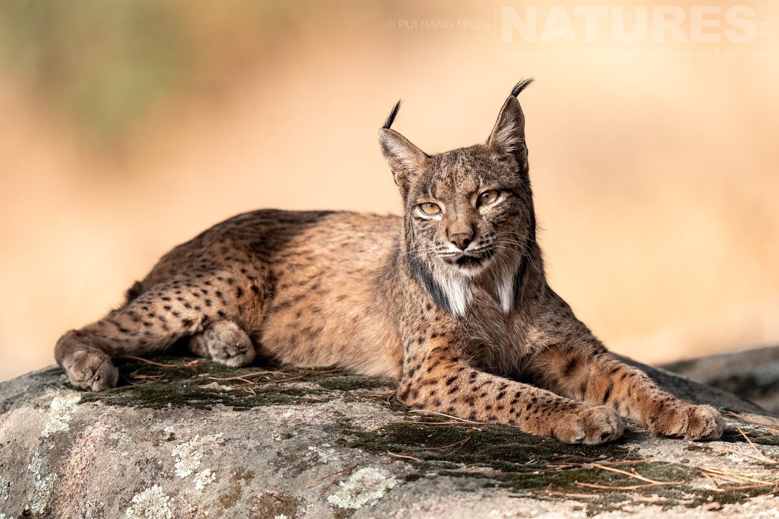 An Iberian Lynx Resting On Mossy Rock Photographed By Pui Hang Miles During The Natureslens Elusive Iberian Lynx During Summer Photography Holiday