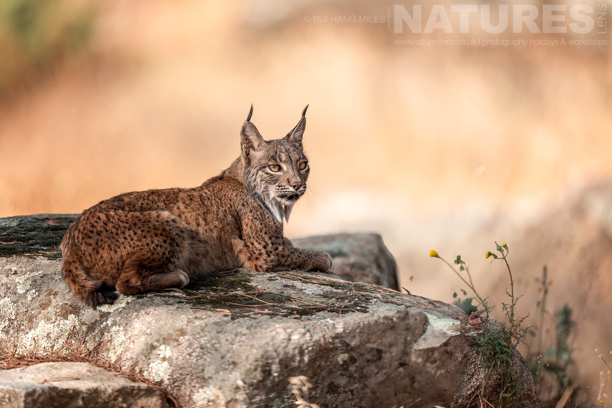 An Iberian Lynx Resting On Some Rocks - Photographed By Pui Hang Miles Whilst Leading The Natureslens Elusive Iberian Lynx During Summer Photography Holiday- One Of Our Hand-Picked Wildlife Photography Holidays For 2026